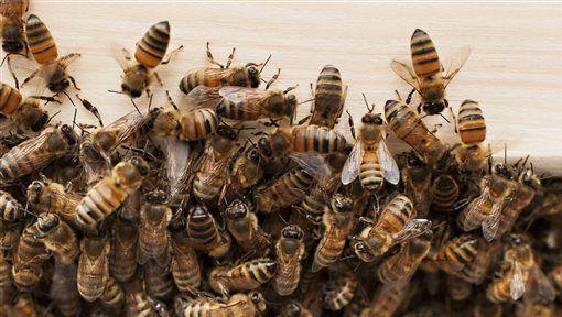 Woman stung by bees more than 100 times taken to Tucson hospital